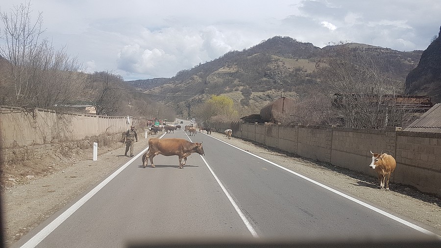 Armenische Soldaten scheuchen die Rinder von der Straße